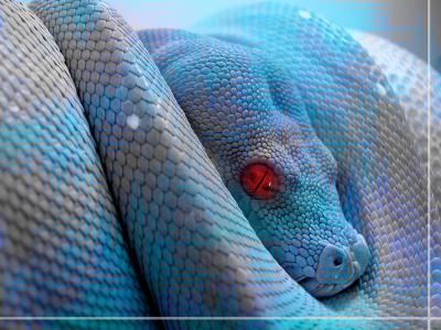 蓝色的Python