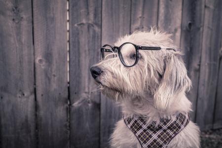一只聪明的狗坐在围栏上，戴着眼镜，手捧在他的脖子上
