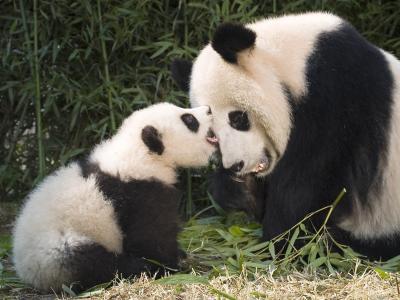 与幼崽的熊猫