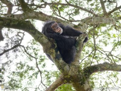 在树上的黑猩猩