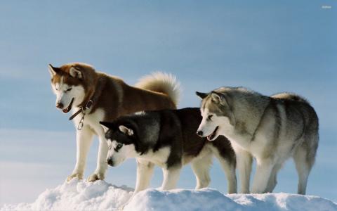 赫斯基狗和阿拉斯加雪橇犬