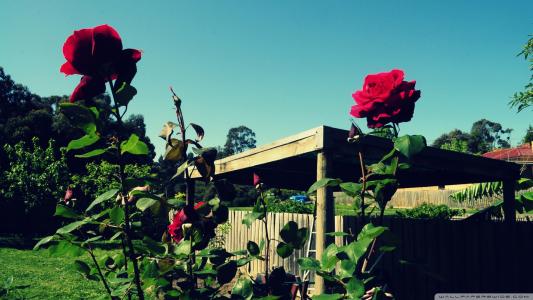红玫瑰在天空的花园里
