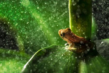 青蛙正在等待坐在叶子上的雨