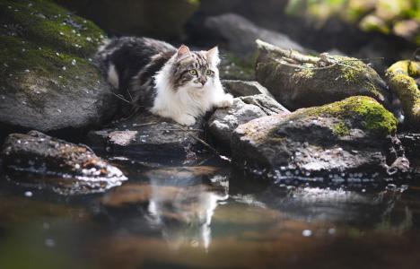 毛茸茸的猫在靠近水的石头上