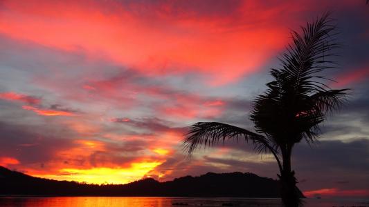 在帕岸岛，泰国岛上的日落背景上的棕榈树