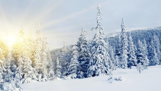 冬天白雪皑皑的树木