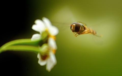 在一朵白花的蜂