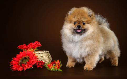 有趣的毛茸茸的博美犬与红色的花朵