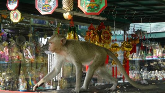 泰国华富里度假村的柜台上的猴子