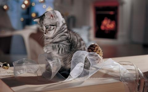 一只小猫玩着一条丝带