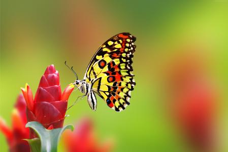 蝴蝶坐在一个红姜花