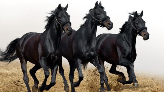 三匹黑马