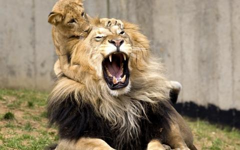 狮子和爸爸一起玩