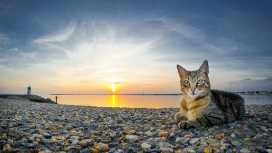 猫在海滩上的鹅卵石