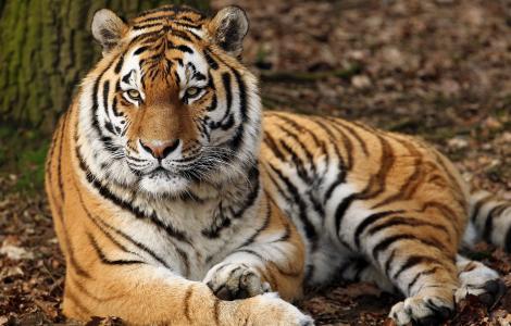 大美丽的老虎躺在地上