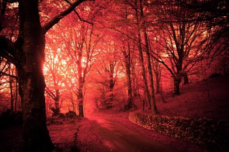 桃红色秋天森林