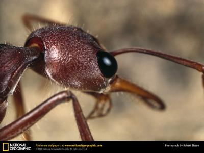 一只蚂蚁的头
