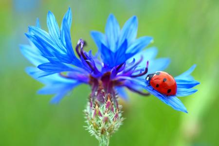 瓢虫坐在一个蓝色的矢车菊