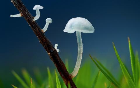透明的蘑菇