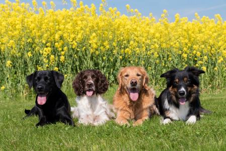 四只纯种狗躺在黄色的花朵附近的绿色草地上