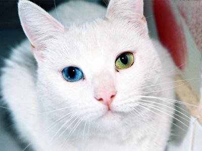 土耳其安哥拉猫的不同眼睛