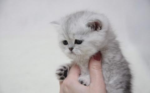小猫在手中