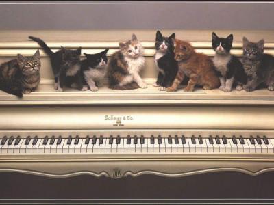 小猫在钢琴上
