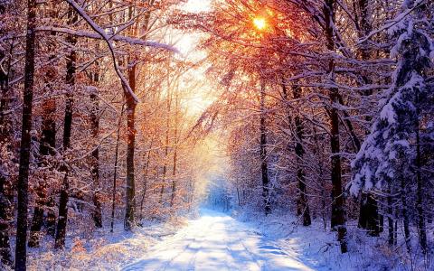 冬日的阳光照亮了森林里积雪覆盖的树枝