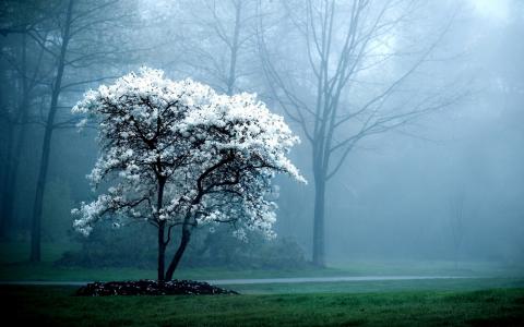 有雾的天气在春天在森林里