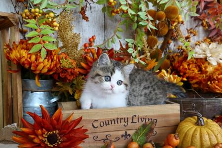 美丽的小猫，在一个木盒子里的花