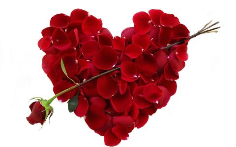 情人节2月14日玫瑰和花瓣的心