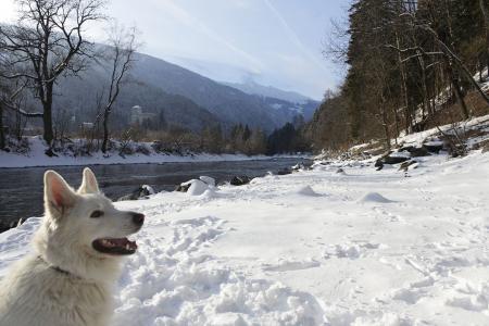 奥地利利恩茨度假村的河岸上的一只狗