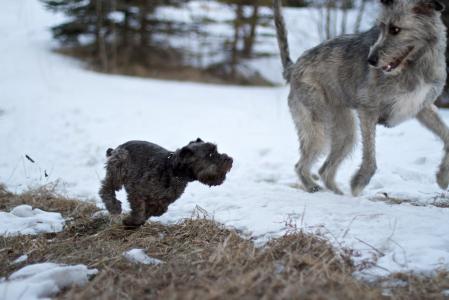 一只大型的爱尔兰猎狼犬从一只小狗上逃跑