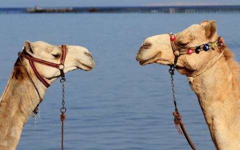 两头骆驼在水的背景下