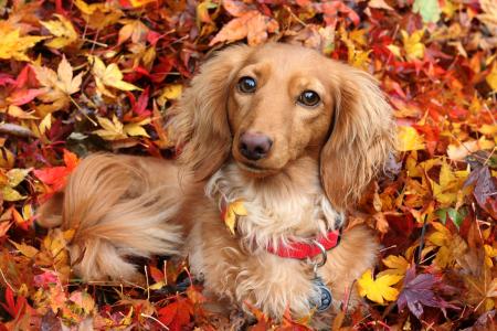 腊肠犬的狗在秋天落在黄色的落叶中