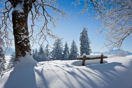 雪，景观，冰雪覆盖的树