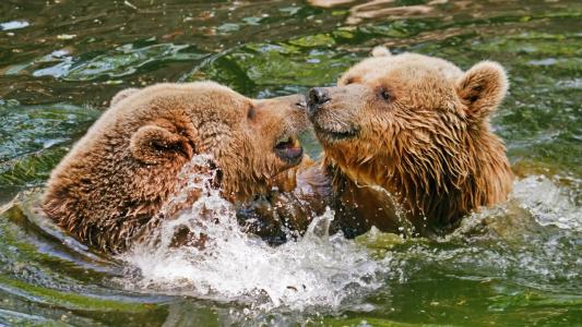 两只熊在水中玩耍