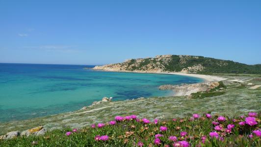 在撒丁岛，意大利海滩上的花