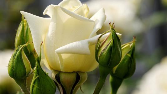 白玫瑰在花园里开花