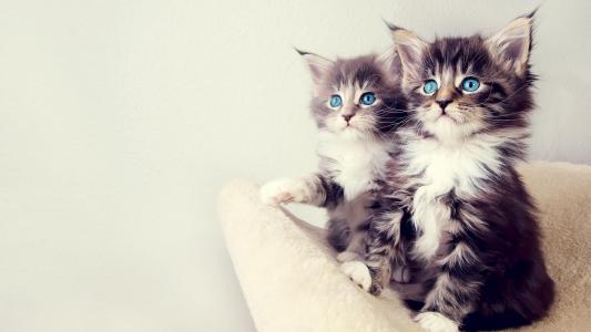 两只小蓝眼睛的小猫