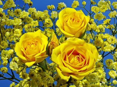 三朵美丽的黄玫瑰