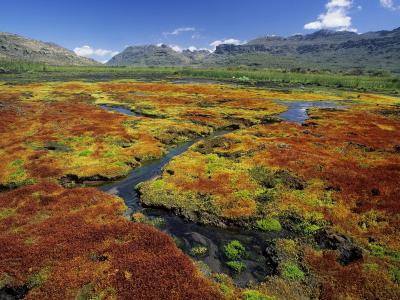多彩的藓类植物/ Cedarberg荒野地区/北角/南非