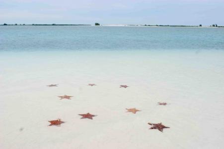 古巴的拉戈岛度假胜地的海滩上的海星