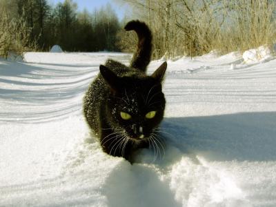 一只猫走过雪