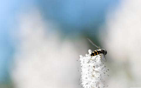 在白花刷子的一只小蜂