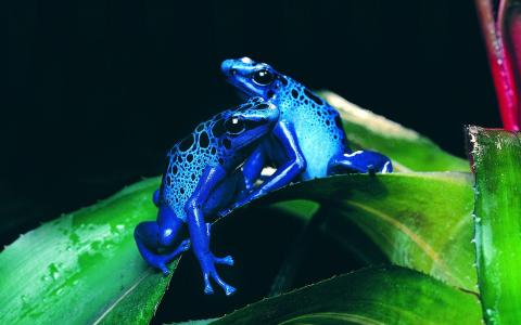 在一片绿色叶子的两只蓝色青蛙