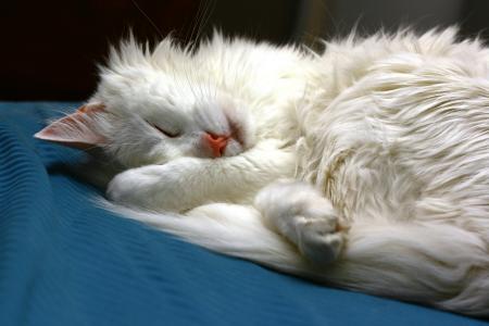 白猫正在甜美地睡觉