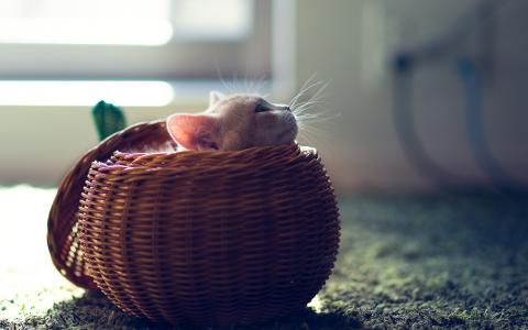 小猫在一个圆形的篮子里