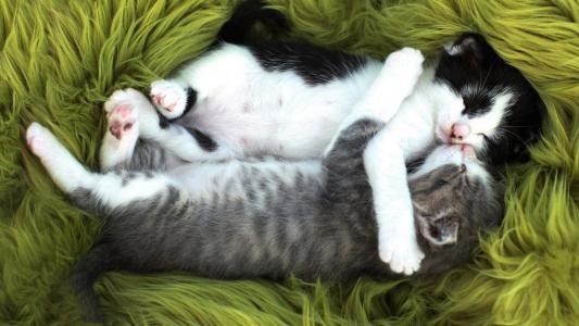 两个小有趣的小猫睡眠拥抱