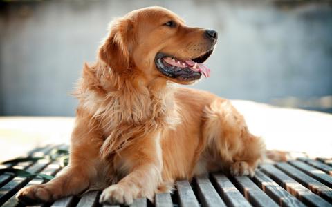 金色的猎犬躺在长凳上